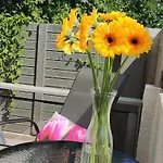 Pilkieji Apartamentai, Iki Juros 350m Palanga